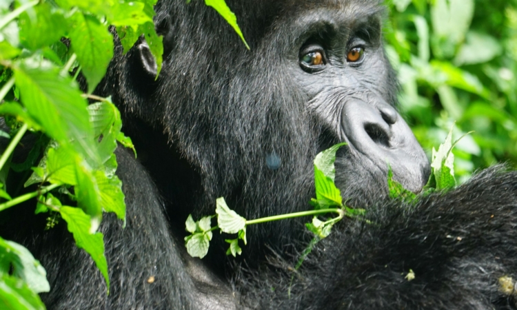 1-Day Rwanda Tour - Gorilla Trek from Kigali