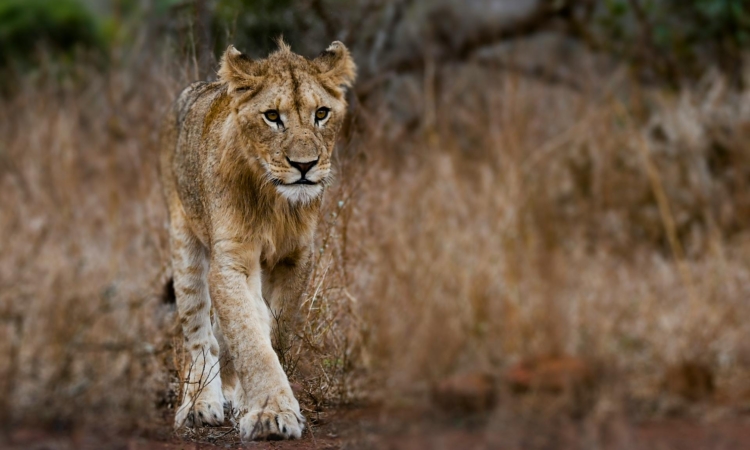 10-Day Rwanda Safari - Gorillas & Big Five Tour