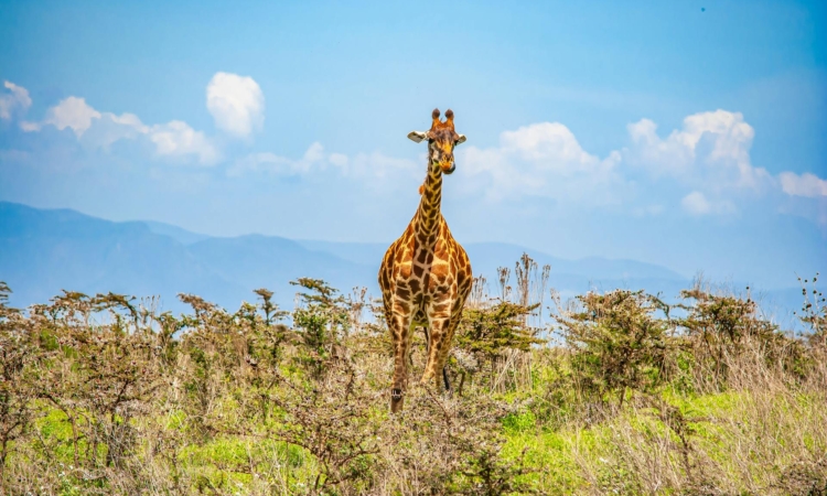 10-Day Uganda, Rwanda & Tanzania Safari