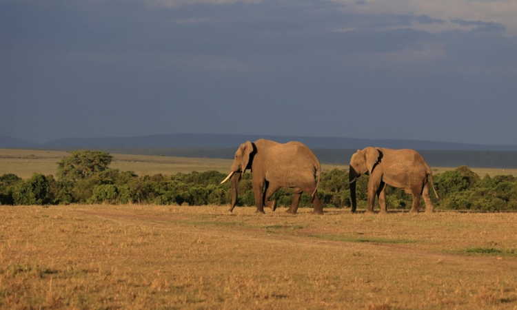 12-Day East Africa Safari - Primates & Migration