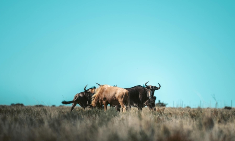 15-Day East Africa Safari - Gorillas & Migration