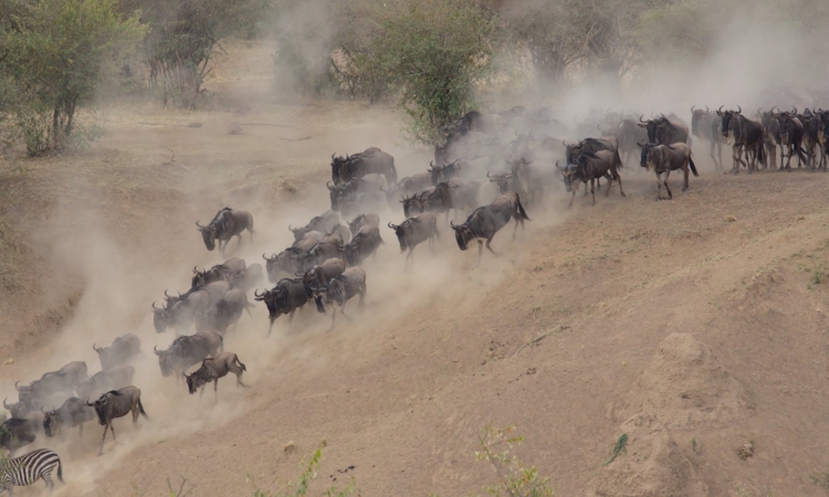 15-Day East Africa Safari - Kenya to Uganda