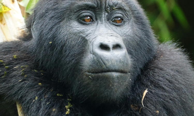 2-Day Bwindi Gorilla Trek from Kigali in Rwanda