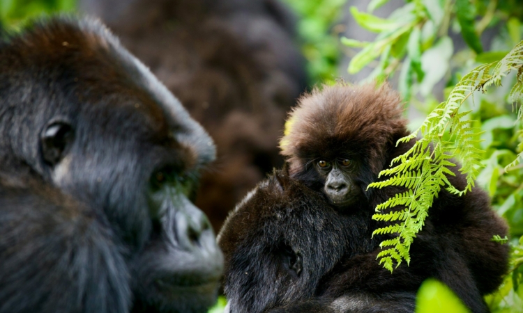 2-Day Rwanda Gorilla Tour in Volcanoes National Park