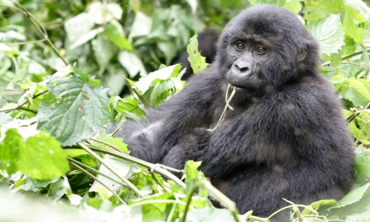 3-Day Bwindi Gorilla Trek from Entebbe Uganda