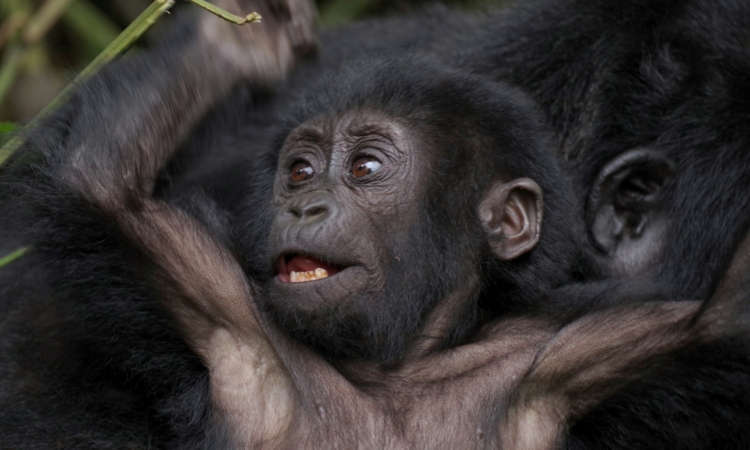 3-Day Bwindi & Kalinzu Primate Tour in Uganda