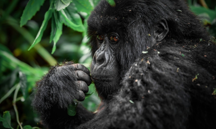 3-Day Rwanda Tour - Gorillas & Golden Monkeys