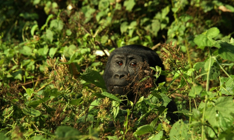 3-Day Uganda Gorillas in Bwindi & Lake Mutanda Tour