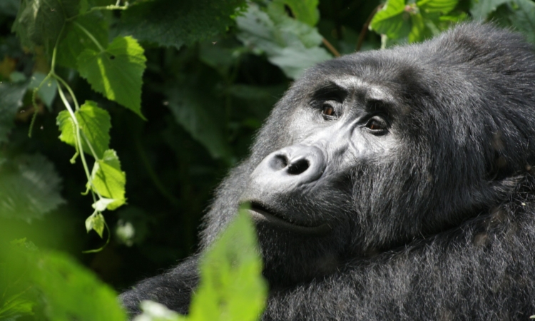 4-Day Bwindi Gorillas & Mount Bisoke Hike