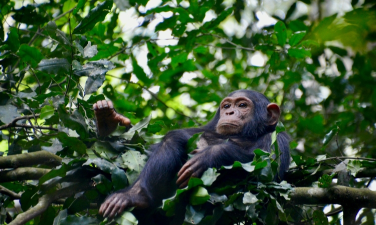 4-Day Bwindi & Kalinzu Uganda Primate Tour