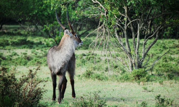 4-Day Bwindi & Lake Mburo Uganda Safari