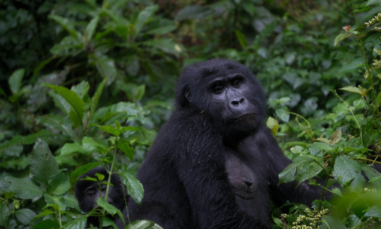 4-Day Bwindi & Queen Elizabeth Uganda Safari