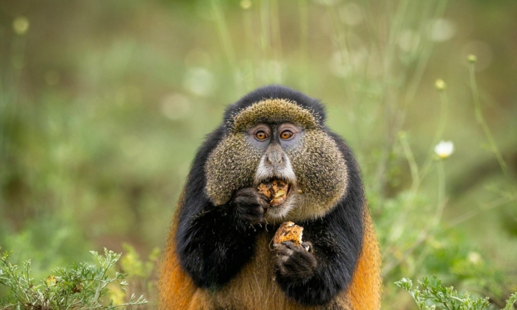 4-Day Rwanda Gorillas, Golden Monkeys & Dian Fossey Museum Tour