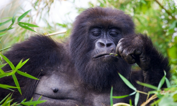 4-Day Rwanda Tour - Double Gorilla Trekking
