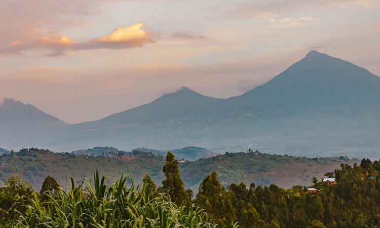 4-Day Volcanoes National Park Gorilla Trek & Mount Karisimbi Hike
