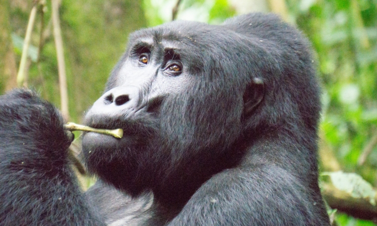 5-Day Bwindi & Queen Elizabeth Uganda Safari