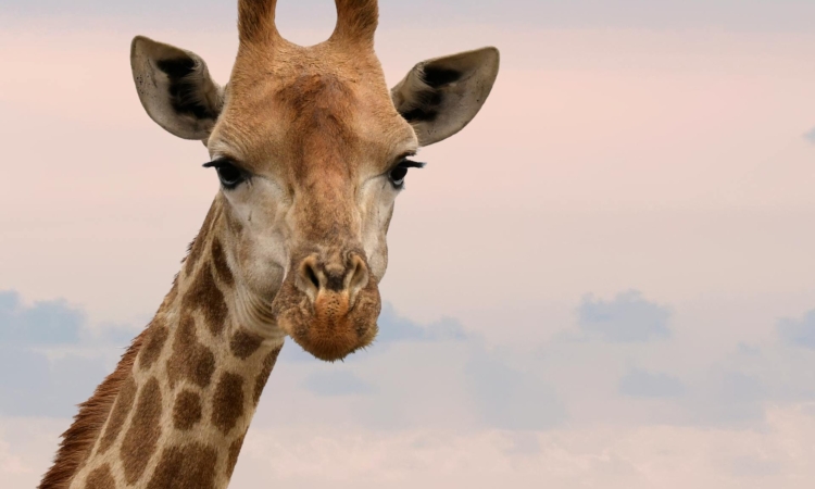 5-Day Rwanda Safari - Akagera & Volcanoes Tour