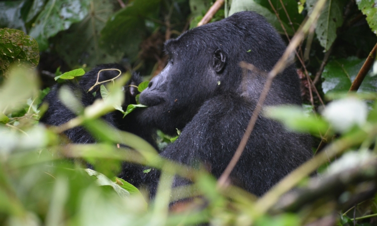 5-Day Uganda & Rwanda Gorilla Tour