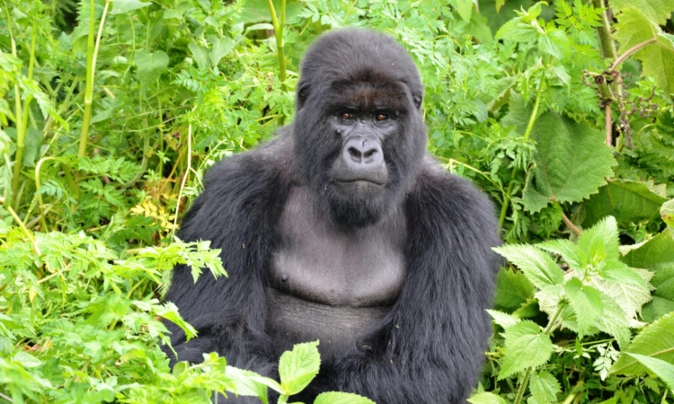 5-Day Uganda Safari - Gorillas & Chimps Tour