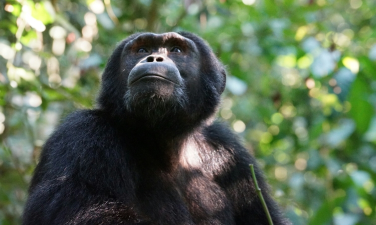5-Day Volcanoes & Nyungwe Primates Tour Rwanda