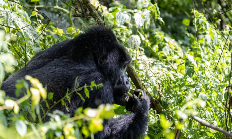 6-Day Bwindi Gorillas & Masai Mara Safari