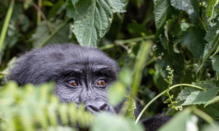 6-Day Gorillas, Serengeti & Ngorongoro Safari