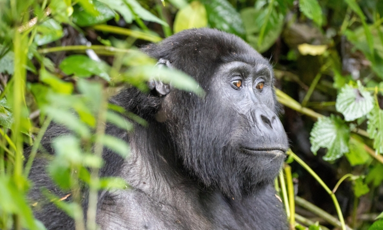 6-Day Rwanda Gorillas & Masai Mara Safari