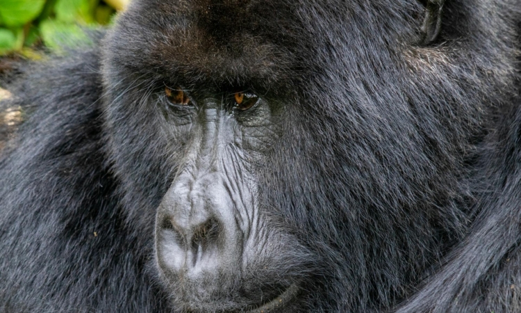 6-Day Volcanoes & Serengeti Safari