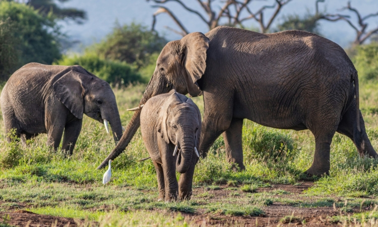 7-Day Bwindi & Amboseli Safari - Uganda & Kenya