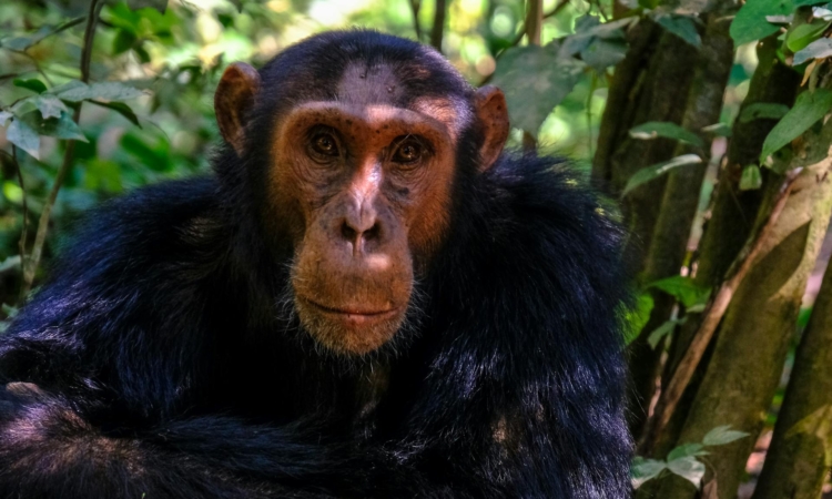 7-Day Bwindi Gorillas & Nyungwe Chimps Tour