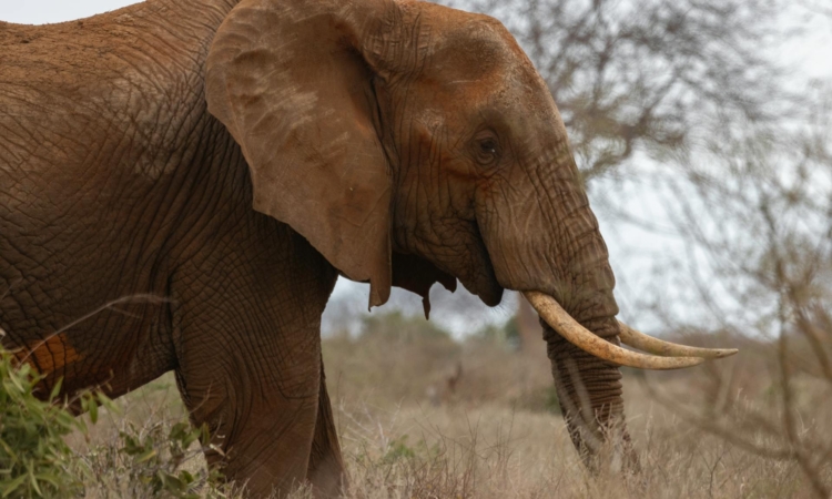 7-Day Bwindi & Tsavo National Park Safari