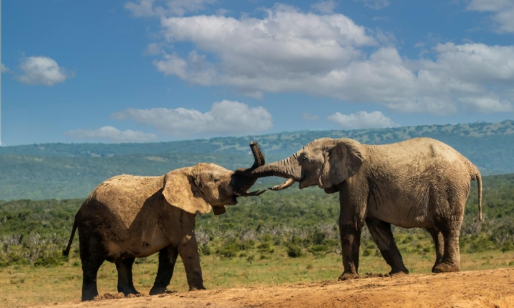 7-Day Rwanda Gorillas & Amboseli Safari