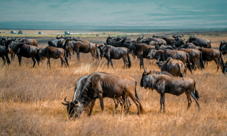 7-Day Rwanda Gorillas & Serengeti Safari - Rwanda & Tanzania