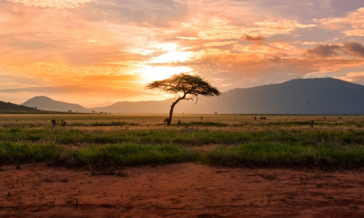 7-Day Rwanda Gorillas & Tsavo Safari - Rwanda & Kenya