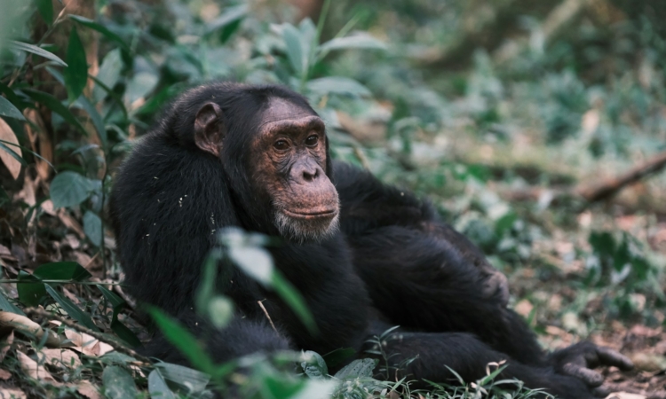 7-Day Rwanda Safari - Gorillas, Chimps & Big Five