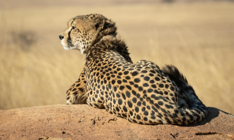 7-Day Uganda & Tanzania Safari - Gorillas & Serengeti