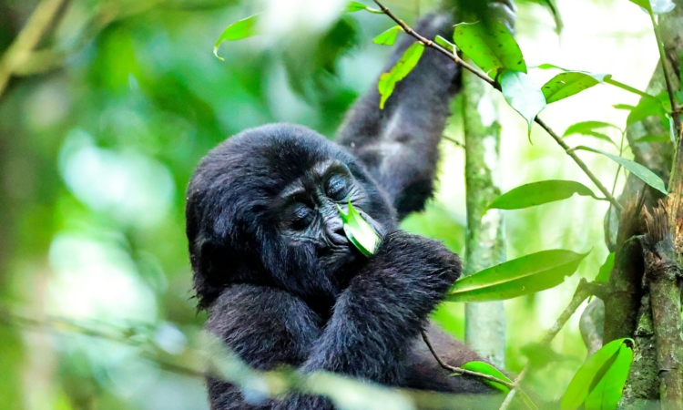 8-Day Rwanda Gorillas, Kenya & Tanzania Safari