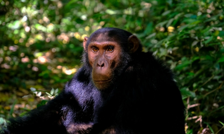8-Day Uganda Safari - Gorillas, Chimps & Big Five