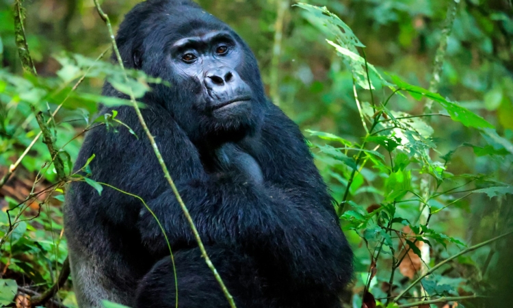 9-Day Rwanda Gorillas, Masai Mara & Tanzania Safari