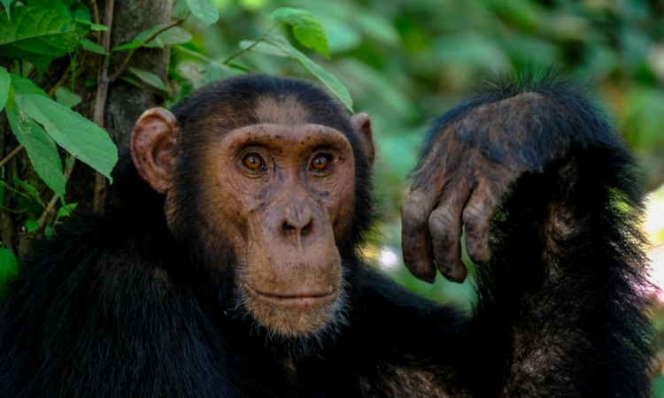 9-Day Uganda Safari - Gorillas, Chimps & Big Five